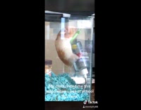 Hamster gets stuck in green rope dispenser 