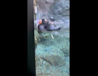 Puffins swimming near  the enclosures glass