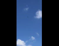 Hawk bird flies steady on the air