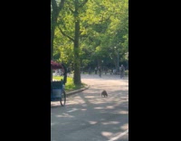 Raccoon roam and cross the road park