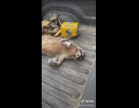 Dead raccoon truck trunk  beers in hand