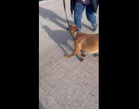 Brown dog bite take own leash on walk