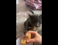 Grey cat takes food from filmer 