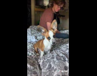 Small dog jumps up and tilts head around 