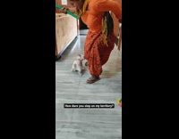 Collab ZarSubmissions - Brown puppy dog bites orange pants lady 