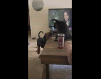 Collab Clips mpugc - Cat slapping dog trying to  bite