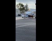 Collab BitchMP - Brown cow cross busy street