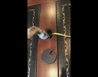 cat sticks paw through hole in desk