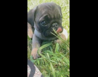 Small brown puppy liking and triyng to eat grass blades