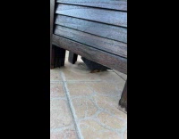 Snails crawl outside the yard of filmer