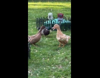 Ducks quacking talking to each other