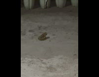 Wild frog crawls on the ground