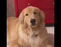 brown dog next to red drawer 
