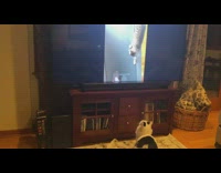 Pet cat watches cat compilation videos beside pet dog