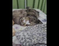 Two Cats Cuddle and One Gets Licked 