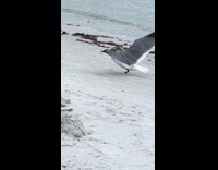 Seagull running with no feet 