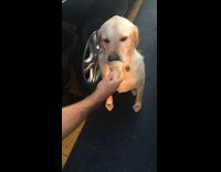 Labrador Eats Ice Cream Cone In Parking Lot