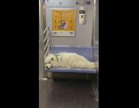 Collab Subway Creatures - Samoyed Dog Lays Down on Subway Seats