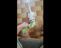 White kitten eats green ice cream treat