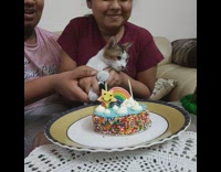 Pet cat celebrates First birthday with a cake
