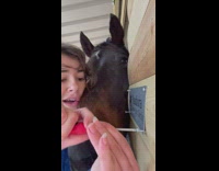 Black horse gets comfortable next to girl screwing in name sign 