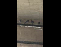 four pigeons stand on pipe two fight