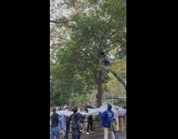 Group of people help cat out of a tree