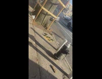 Wild parrots sit on sidewalk 