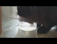 Black cat drink water from plastic container