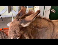 Donkey stands in front of orange fan