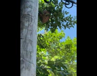 Look up giant wasp nest on tree