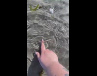 Girl touches white fish in water and it moves 