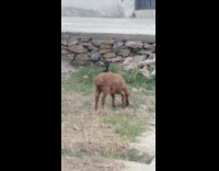 Black bird on top of the brown sheep that eats grass