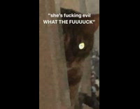 Evil cat colorful eyes 