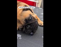 Collab PLC - Pug first time to try blueberry fruit