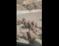 Guy gives food to baboons