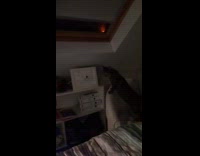 Cat jumps at skylight window fail laptop 