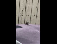 Two flies mate on bike cover yard