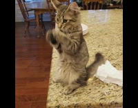 Grey cat sits upright and begs kitchen 