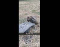 Small turtle moan and humps the sandals