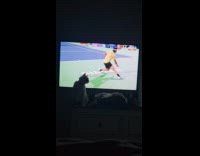 [Third party] Cat loves to watch tennis on TV