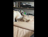 Brown cat lays on bed gets groomed 