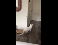 White cat screaming meow loud
