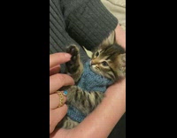 Lady Holds Kitten on Arms and Talks with it