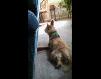 Brown dog sitting down howls at sirens