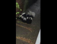 Skunk family in the Alley