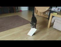 Cat brings mail inside gives to guy 