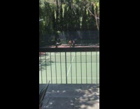 Two guys sumo wrestle tennis court balcony 