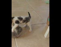 Kittens Play while Cat Watches Behind Glass