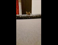 Tabby kitten jump towards camera slow motion